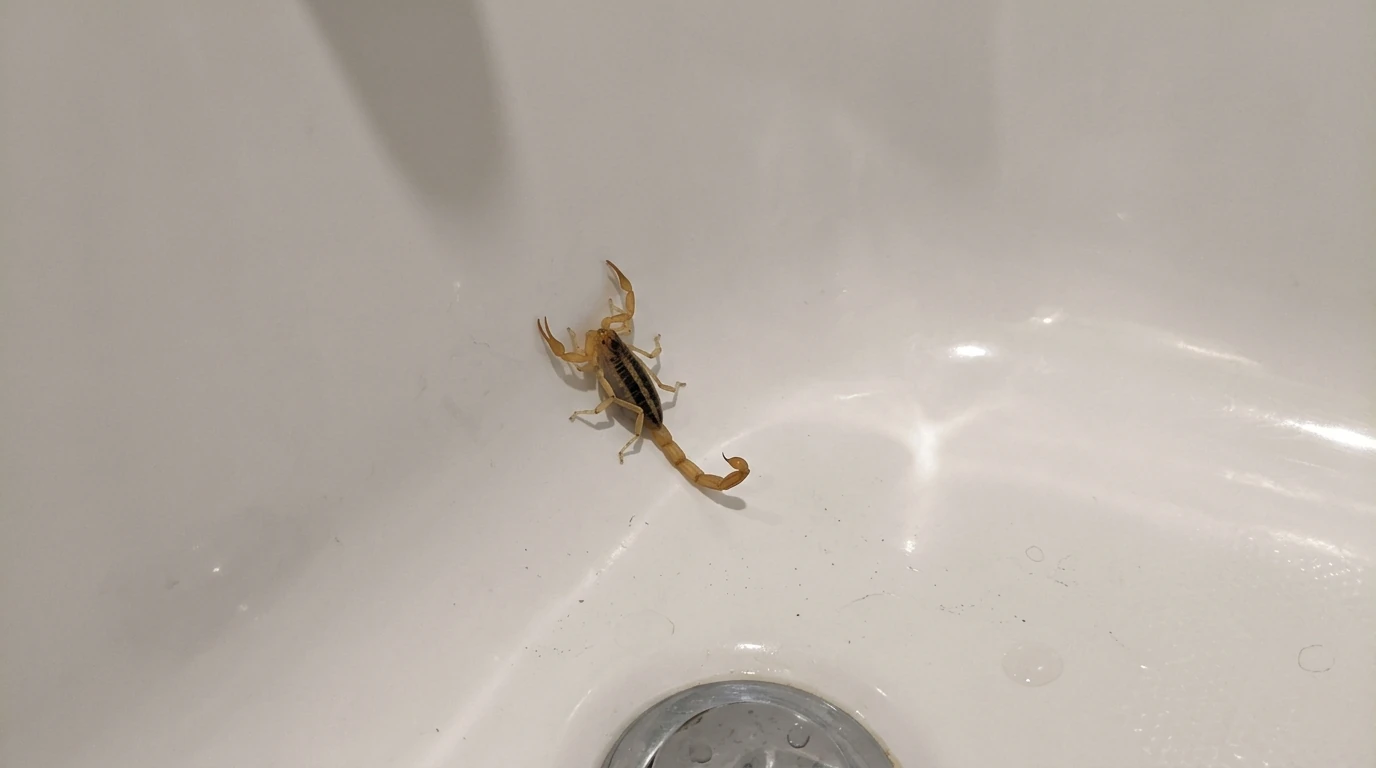 Bark scorpion caught in a Conroe bathtub