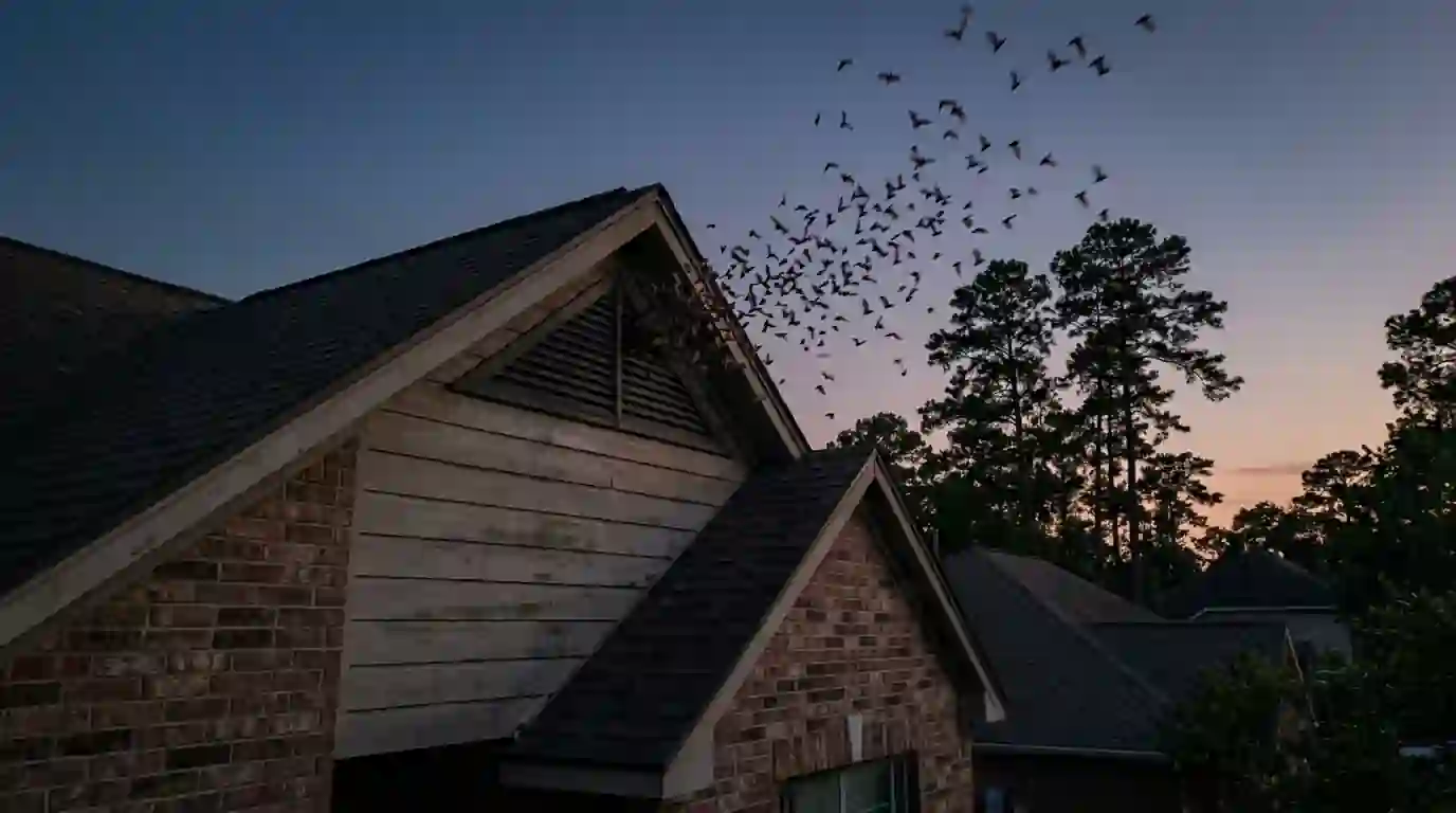 Bats exiting a gable vent at dusk in Conroe